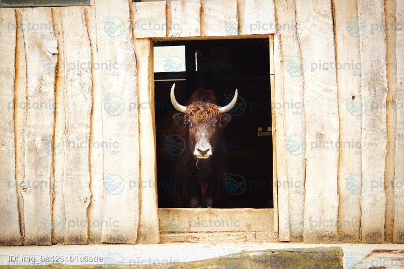 Ein Yak im Tor