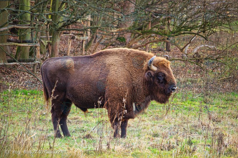 Europäischer Bison