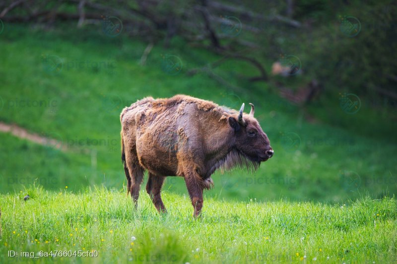 Wisent