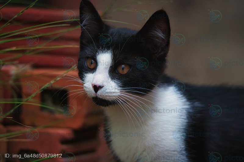 Flecki der Kater