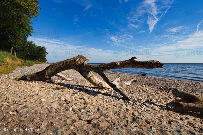 Treibholz am Strand